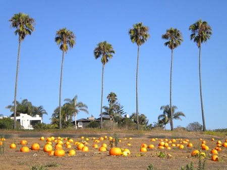 SoCal Autumn Copyright: Eaton Alive 2009